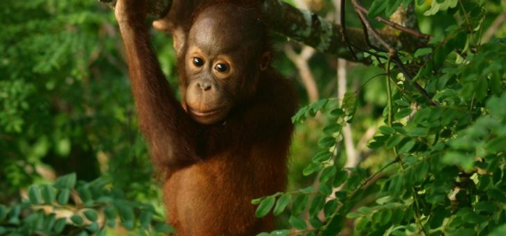 Freie Bahn für wilde Tiere: Weiterer Meilenstein für Wildtierkorridor in Borneo durch Umwandlung von Ölpalmenplantagen in Regenwald