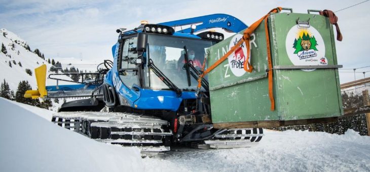 Bärin Jambolina erhält im Arosa Bärenland ein neues Zuhause