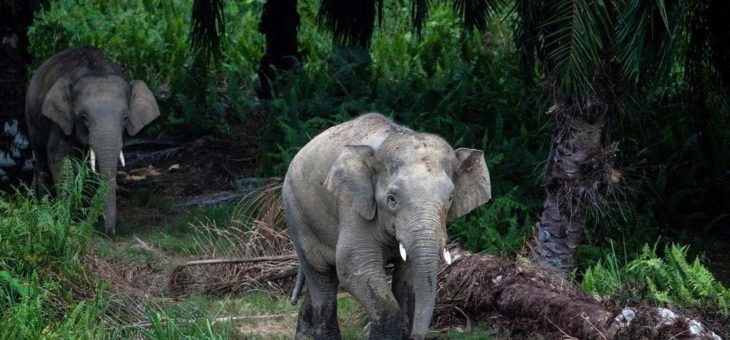 Engagement für nachhaltige Palmölproduktion in der malaysischen Provinz Sabah – mit dem Ziel, die Entwaldung zu stoppen