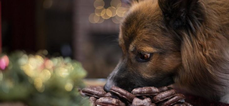 Alle Jahre wieder… Schokolade ist nichts für den Hund!