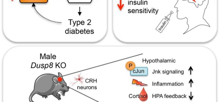 Schutzmechanismus vor Insulinresistenz im Gehirn entdeckt