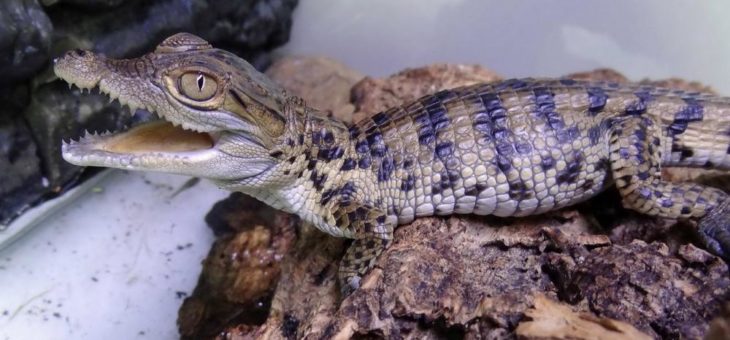 „Zootier des Jahres 2021“: Das Krokodil – Nützling mit Imageproblem