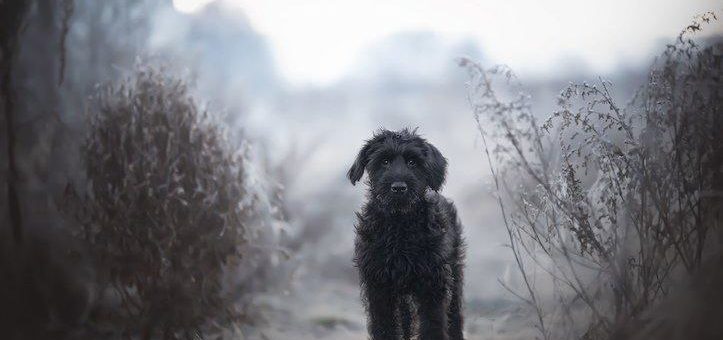 Sicher durch den Winter mit Hund