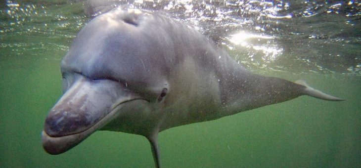 Delfin von Eckernförde ist tot