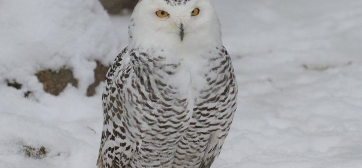 Winterwunderland im Tierpark Hagenbeck