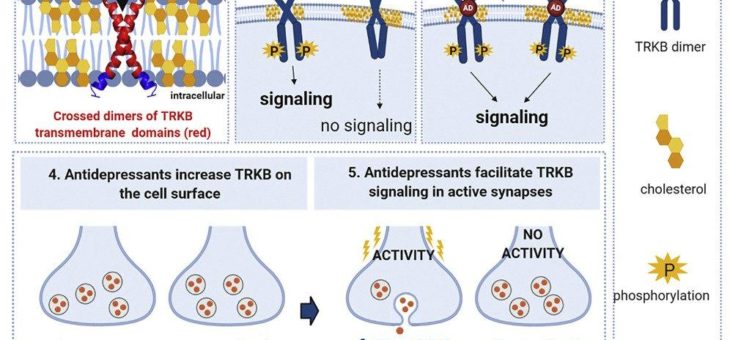 Wirkmechanismus von Antidepressiva aufgeklärt