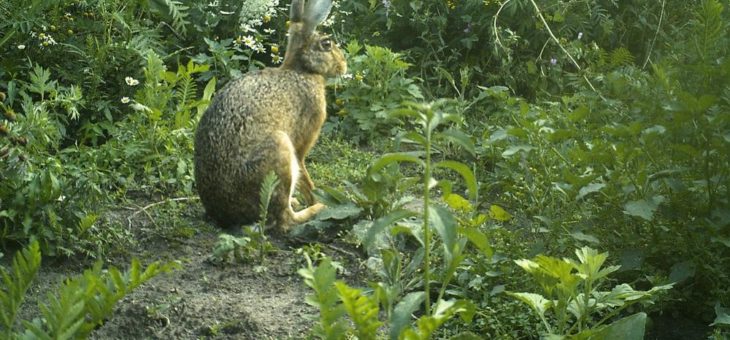 Wissenschaft für alle – kostenloser Online-Kurs zur Beobachtung wildlebender Säugetiere