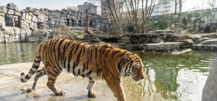 Selten und imposant: Sibirisches Tigerweibchen „Akina“ neu im Kölner Zoo