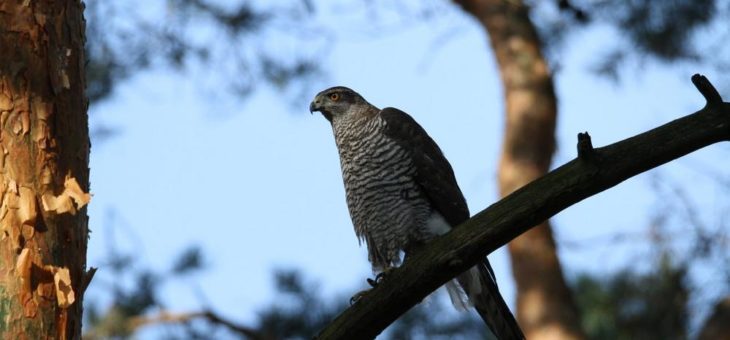 Untersuchung toter Greifvögel zeigt, dass Nagetiergifte in der Umwelt eine Bedrohung ihrer Bestände darstellen