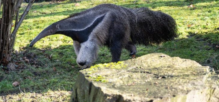 Große Ameisenbärin „Ibera“ neu im Kölner Zoo