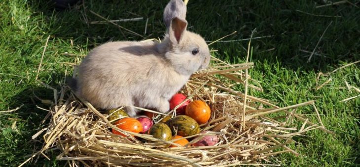 Pünktlich zu Ostern Nachwuchs auf dem Clemenshof – Osterdorf Lampeshausen öffnet