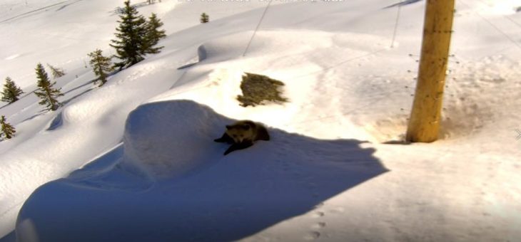 Frühlingserwachen im Arosa Bärenland