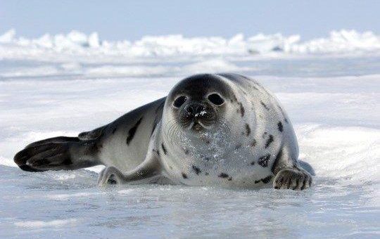 Robbenjagd in Kanada beginnt, trotz Covid-19 Pandemie und Klimawandel