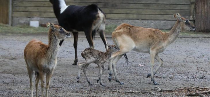 Ostersonntagsfreude im Kölner Zoo: Jungtier bei den seltenen Weißnacken-Moorantilopen