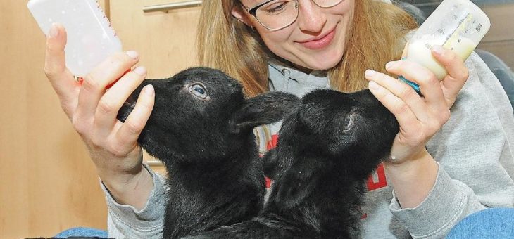 Schnucken ohne Mami im Wildpark Schwarze Berge