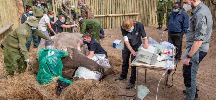 BioRescue erzeugt vier neue Embryonen und bereitet nächste Schritte der Rettungsmission für das Nördliche Breitmaulnashorn vor