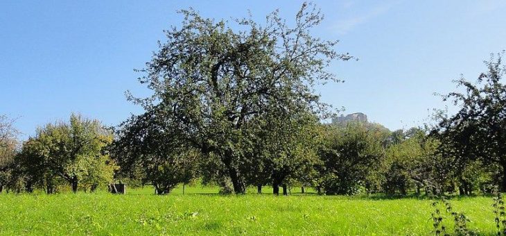 Erster Tag der Streuobstwiese: Rheinische Bauern machen mit!