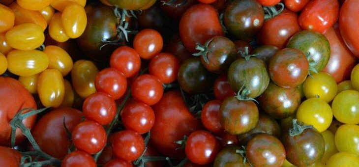 Tomaten – leckere Vielfalt aus dem Rheinland