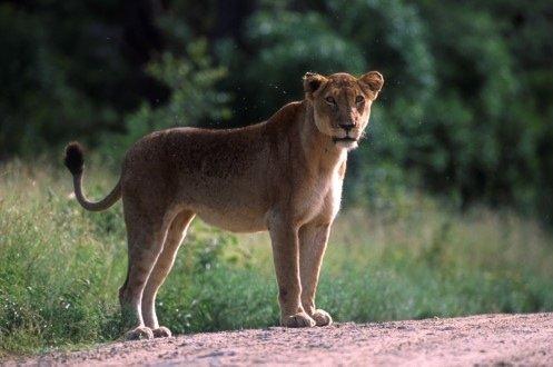 Südafrika beendet Gatterjagd auf Löwen