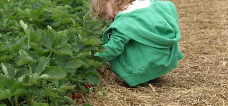 Erdbeeren zum Selberpflücken: Später als üblich