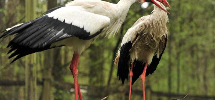 Der Wildpark Eekholt freut sich über kleine „Glücksbringer“