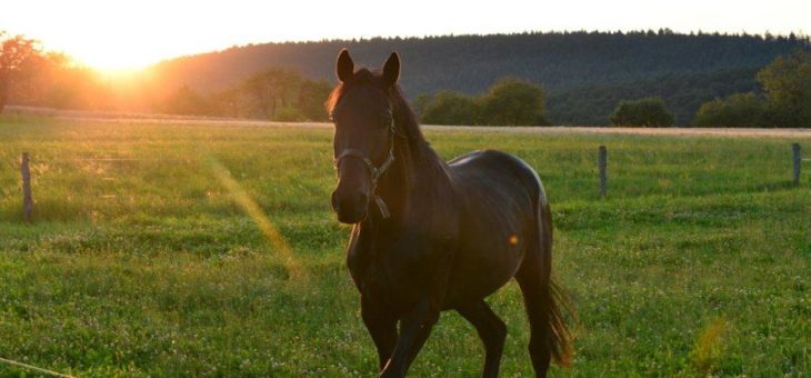 Weg aus der Stadt und das gesunde Landleben entdecken. Das Waldecker Land bietet Ruhe, Abgeschiedenheit, Natur pur und Wellness vom Feinsten