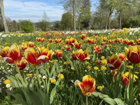 Neues Testzentrum am Europa-Rosarium