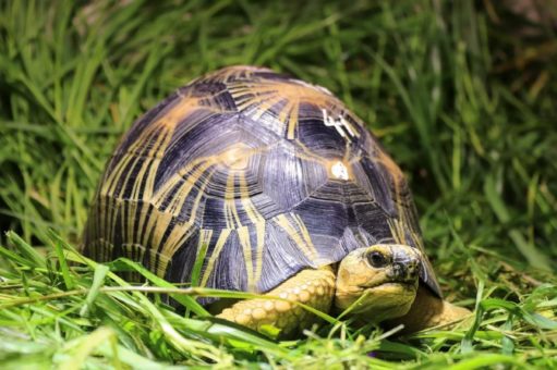 Letzte Rettung: Tierpark Berlin