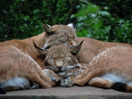 Süßer Luchs-Nachwuchs im Wildpark Schwarze Berge