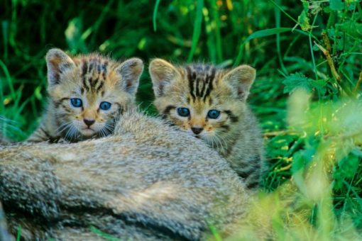 Rücksicht nehmen: junge Wildkätzchen im Wald lassen