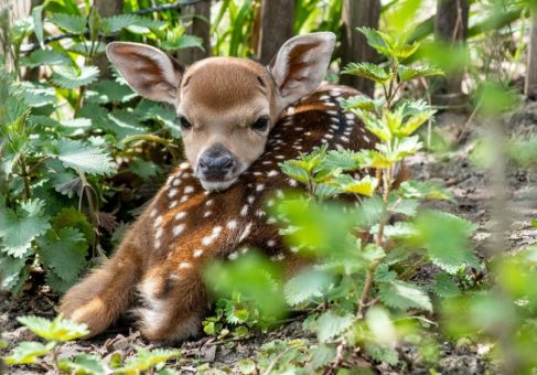 Gute Nachrichten aus dem Tierpark Nordhorn: Ab Freitag entfällt Testpflicht