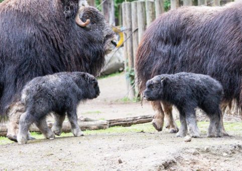 Zotteliger Blickfang: Zwei Moschusochsen im Kölner Zoo geboren