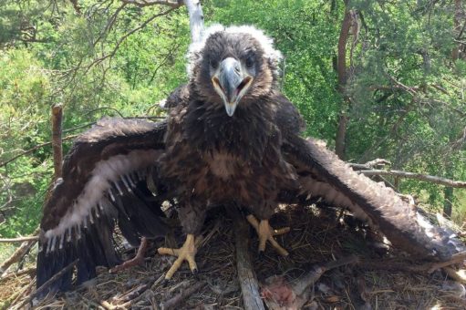 Junge Seeadler bleiben länger im elterlichen Revier als die saisonalen Horstschutz-Zeiträume