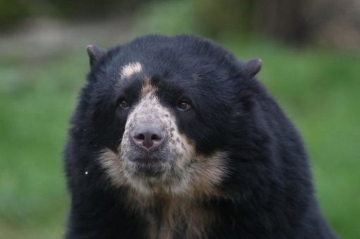 Brillenbärin „Lola“ aus Belfast im Kölner Zoo