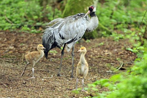 Große Freude im Wildpark Eekholt:  2 junge Kraniche erkunden ihr Gehege!