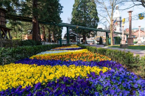 Tulpen und Narzissen blühen um die Wette: Frühlingserwachen im Europa-Park