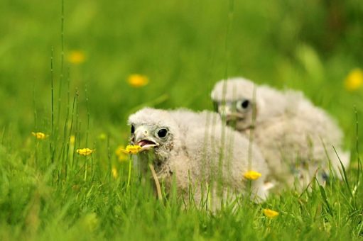 Im Wildpark Eekholt  zieht das Falknerteam zwei kleine Turmfalken auf