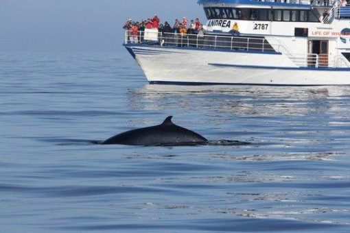 Üblicherweise würde jetzt die Walfangsaison in Island starten, doch die Walfänger lassen auch dieses Jahr ihre Harpunen an Land, kein Walfang wird stattfinden