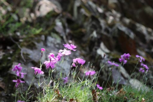 Familienwandern und Radtour im Nationalpark am Sonntag sowie Puppentheater mit Grüffelo