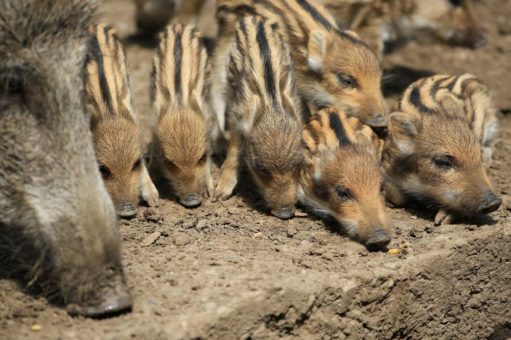 Der WildtierPark Edersee öffnet am Freitag, 12. März