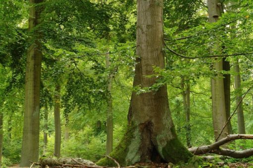 Neue Website für das UNESCO-Welterbe „Buchenwälder“