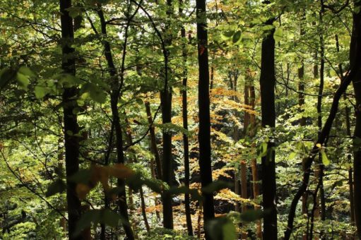 SchauSchlau im NationalparkZentrum und Herbstwanderungen zum Thema Überwintern, Eiszeit und Wildkatze