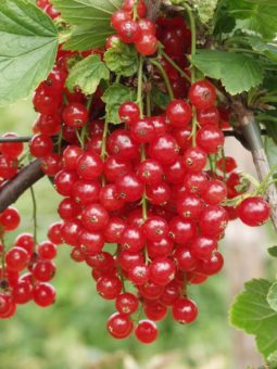 Pro-Kopf-Verbrauch von Strauchbeeren: 5,1 Kilogramm