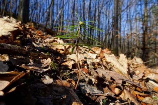 Urwald und Tannen im Pfälzerwald