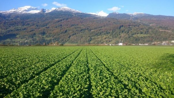 Hilcona Spinaternte: Der kleine Grüne kommt an, Geschmack mit Herkunft