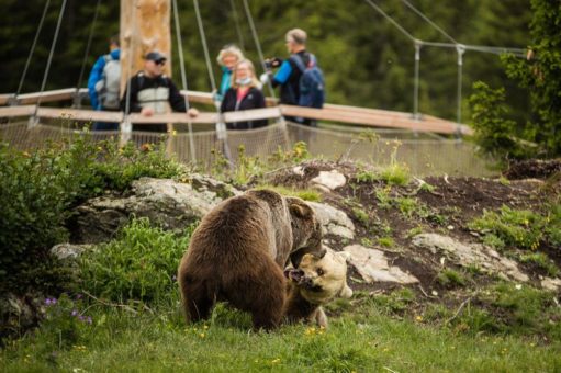 Rangaufteilung unter Bärenweibchen im Arosa Bärenland