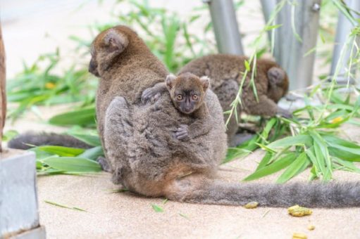 Sehr selten, außergewöhnlich hübsch: Großer Bambuslemur „Dakari“ im Kölner Zoo geboren