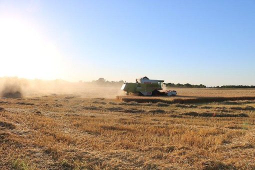 Erntestart im Rheinland: „Gerste als Erste“