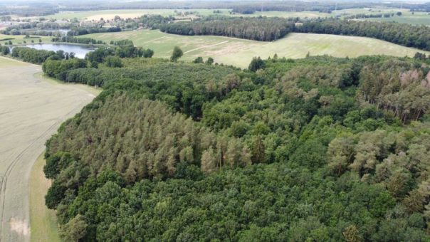 Colliers Land & Forst: Wald-Transaktionen in Mecklenburg-Vorpommern und Brandenburg erfolgreich abgeschlossen