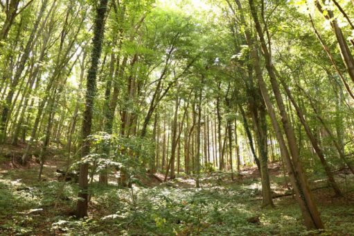 Waldführung zum Thema: „Wie geht es dem Bruchsaler Wald“